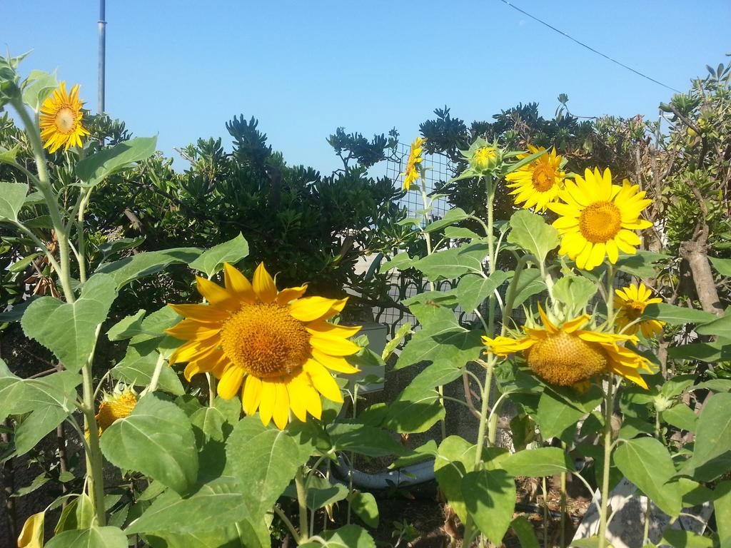 Il Girasole Formia Guesthouse Rooms Exterior photo
